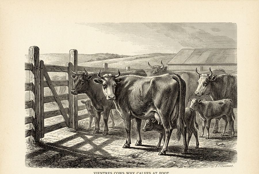 Grabado de vacas de cría con terneros al pie junto a la tranquera de un corral