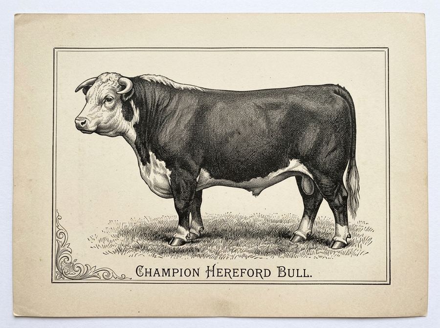 Grabado de un toro Hereford, plancha de catálogo